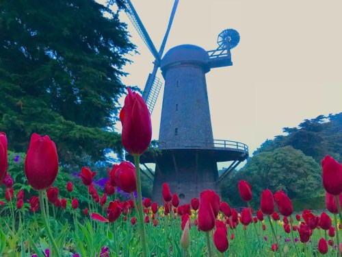 A windmill stands tall among vibrant red tulips in a lush garden setting.
