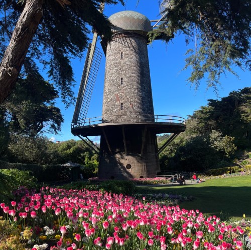 A historic windmill surrounded by vibrant tulips under a clear blue sky.