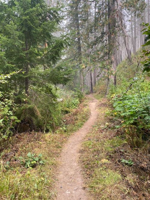 A narrow dirt path winds through a misty forest, surrounded by tall trees and lush greenery.