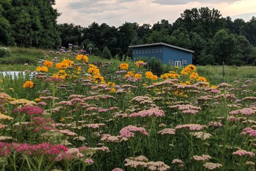 A field of colorful wildflowers in bloom, with a blue building and trees in the background under a cloudy sky.