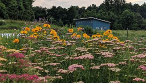 A field of colorful wildflowers in bloom, with a blue building and trees in the background under a cloudy sky.
