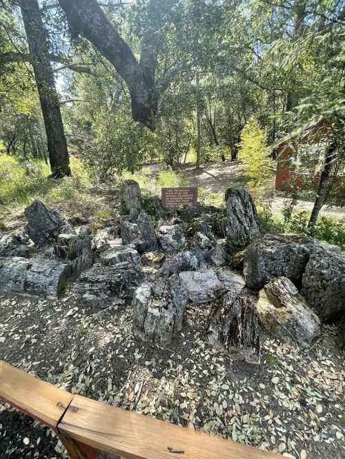 A rocky area in a forest with a sign among trees and scattered leaves.