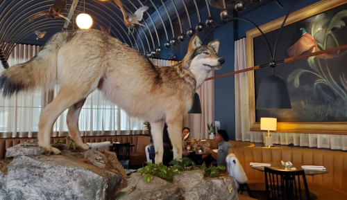 A lifelike coyote statue stands on a rock in a stylish restaurant, with diners and decor in the background.