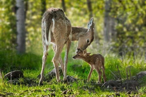 A deer gently nuzzles its fawn in a lush green forest setting.
