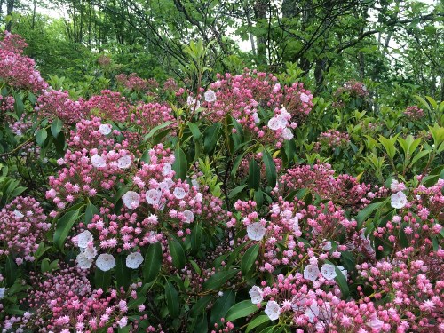 A vibrant display of pink and white flowers among lush green foliage in a natural setting.