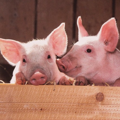 Two adorable piglets with pink skin and expressive faces, sitting together in a wooden pen.