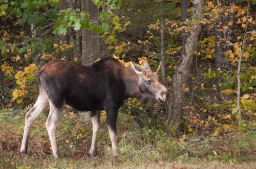 A moose stands near trees with autumn foliage, showcasing its large antlers and distinctive features.