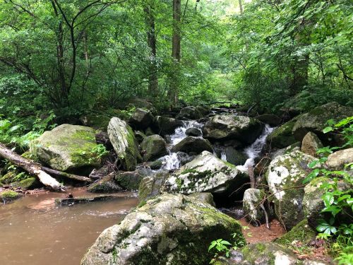 A serene forest scene featuring a small stream flowing over moss-covered rocks surrounded by lush greenery.