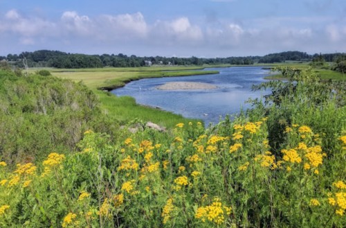 A serene landscape featuring a river surrounded by green fields and yellow wildflowers under a blue sky.