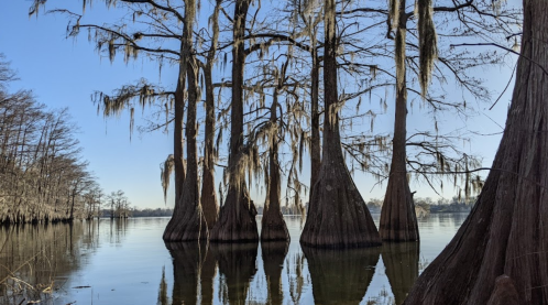 Cypress trees with Spanish moss reflected in calm water under a clear blue sky.