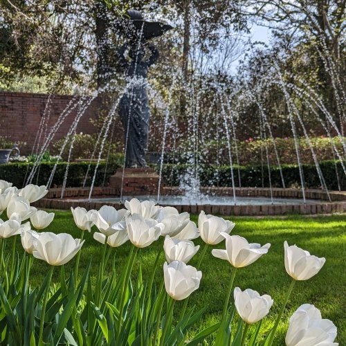 A fountain sprays water behind a statue, with a foreground of blooming white tulips on lush green grass.
