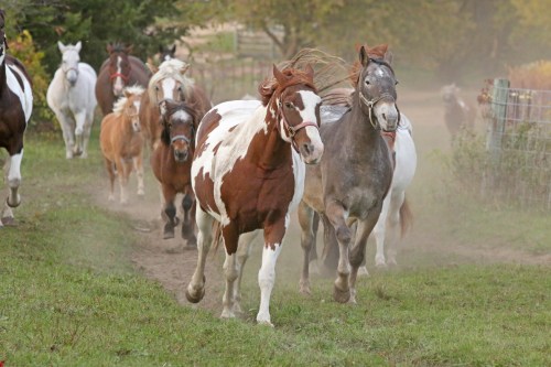 A group of horses, including a brown and white one, gallops down a dusty path in a rural setting.