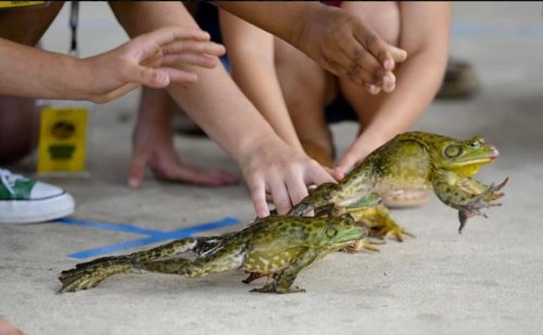 Two frogs leap forward as children reach out to catch them during a fun outdoor activity.