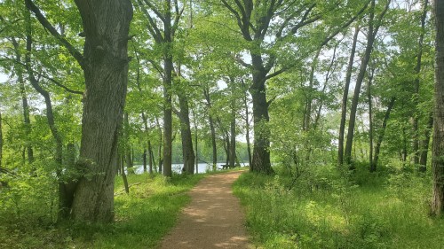 A serene forest path lined with tall trees, leading to a calm lake in the distance, surrounded by lush greenery.