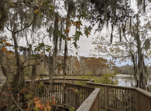 A wooden boardwalk surrounded by trees with Spanish moss and autumn foliage, overlooking a calm waterway.