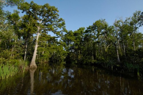 Lush green trees reflect in calm water, creating a serene scene in a tranquil swamp environment.