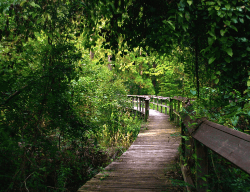 A wooden boardwalk winds through lush green foliage in a serene, natural setting.