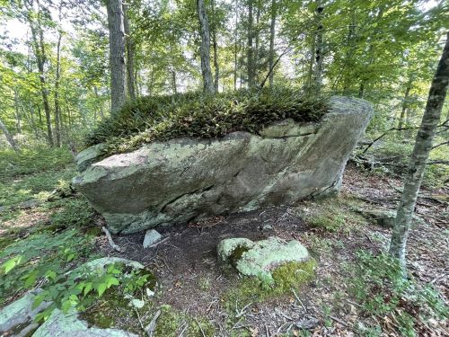 A large moss-covered rock surrounded by trees in a lush forest setting.