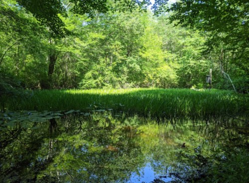 Lush green forest surrounding a tranquil pond, with reflections of trees and grass in the water.