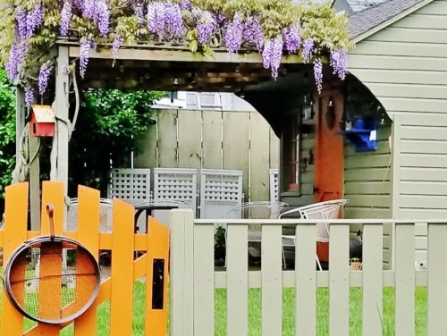 A garden with a wooden fence, a tennis racket, and a pergola covered in purple wisteria flowers near a cozy shed.