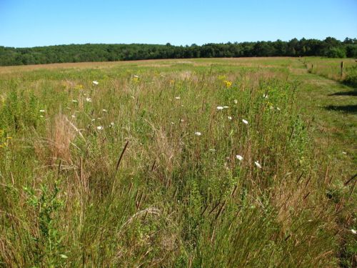 A sunny field with tall grasses and wildflowers, surrounded by trees under a clear blue sky.