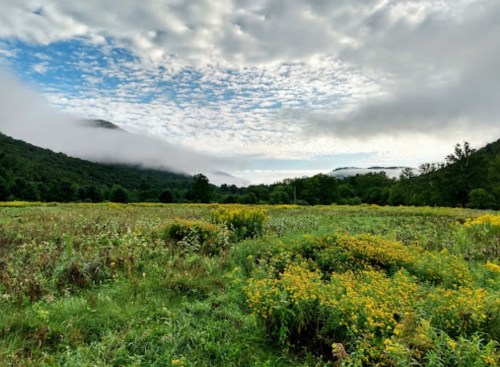 A scenic landscape featuring a field of yellow flowers, rolling hills, and a cloudy sky with mist in the background.