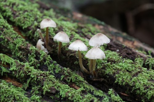 Five small white mushrooms growing on a moss-covered log in a forest setting.