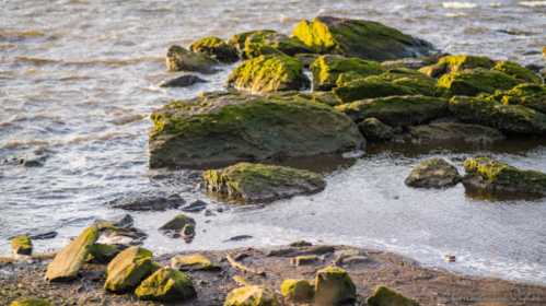 Rocks covered in green moss partially submerged in shallow water, with gentle waves lapping at the shore.