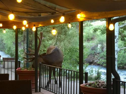 A deer stands near a patio with string lights, overlooking a stream and lush greenery.
