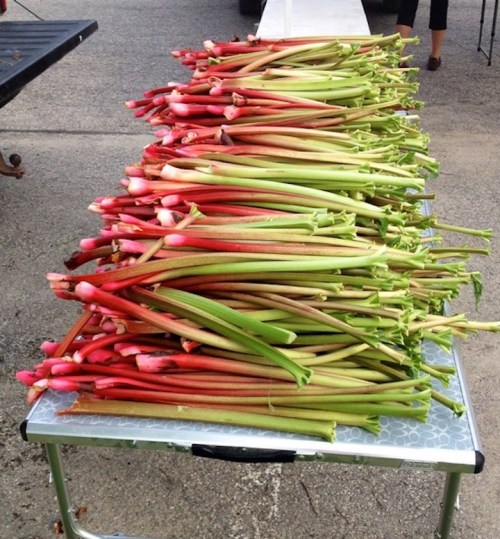 A table covered with freshly harvested rhubarb stalks in various shades of green and red.