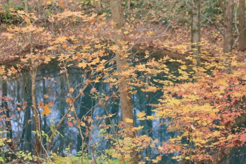 Autumn foliage in vibrant colors surrounds a calm, reflective pond in a serene forest setting.