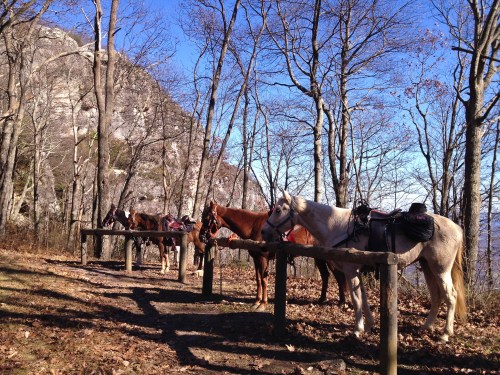 Five horses tied to wooden posts in a wooded area, with bare trees and a rocky mountain in the background.