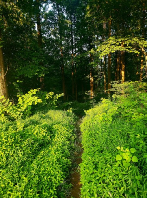 A narrow path through lush green foliage leading into a dense forest. Sunlight filters through the trees.
