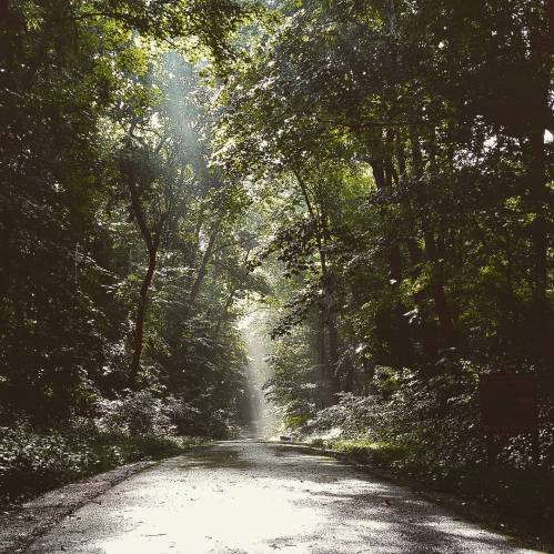 A serene forest path illuminated by soft sunlight filtering through the trees.