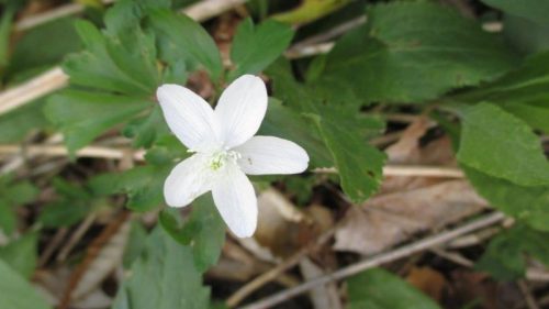 A delicate white flower with five petals surrounded by green leaves and brown foliage.