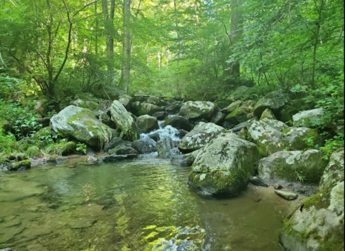A serene stream flows over rocks in a lush green forest, surrounded by trees and vibrant foliage.