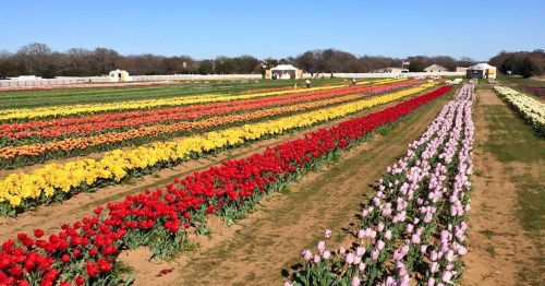 A vibrant field of tulips in various colors, with rows of flowers under a clear blue sky.