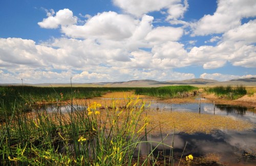 A serene wetland scene with yellow flowers, tall grasses, and a clear blue sky dotted with fluffy clouds.