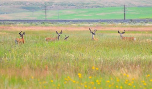 A group of deer stands in a grassy field with wildflowers, surrounded by green hills and distant power lines.