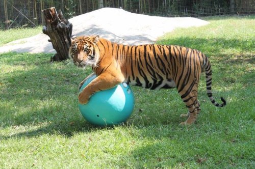 A tiger playfully rests its front paws on a large blue exercise ball in a grassy area.