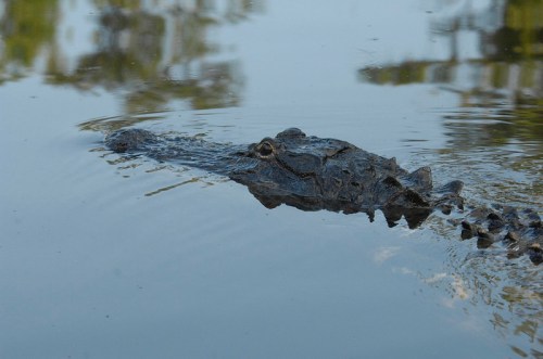 A crocodile partially submerged in calm water, with its eyes and snout visible above the surface.