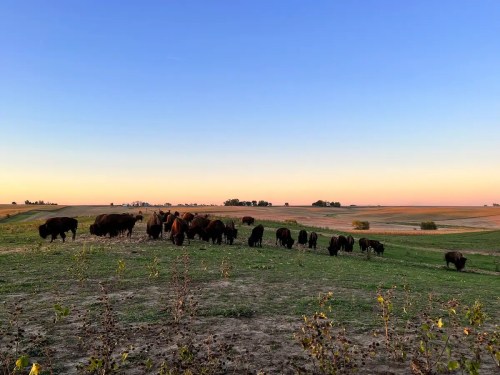 A herd of bison grazing on a grassy field under a clear blue sky at sunset.