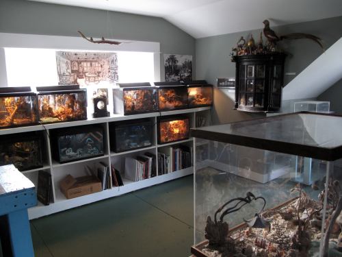 A room filled with display cases showcasing various dioramas and artifacts, with natural light coming from a window.