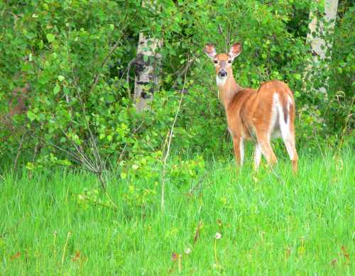 A young deer stands in a lush green field, surrounded by trees and bushes, looking back at the viewer.