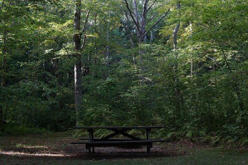 A picnic table sits in a serene, sunlit forest surrounded by lush green trees.