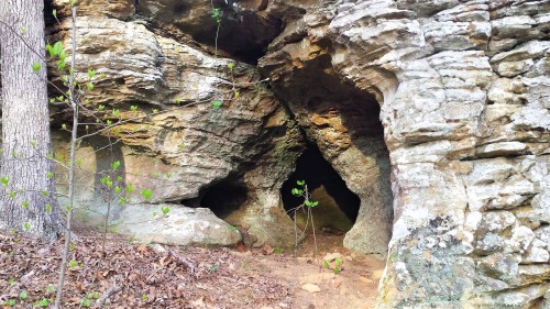 A rocky cave entrance surrounded by trees and small green plants on the forest floor.