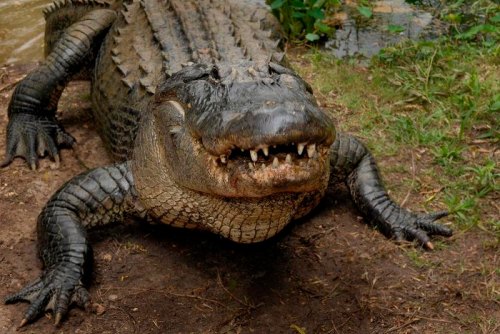 A large crocodile resting on the ground, showcasing its textured skin and sharp teeth. Green foliage in the background.