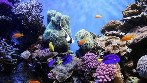 Colorful coral reef scene with various fish, including vibrant blue and orange species, swimming among corals.