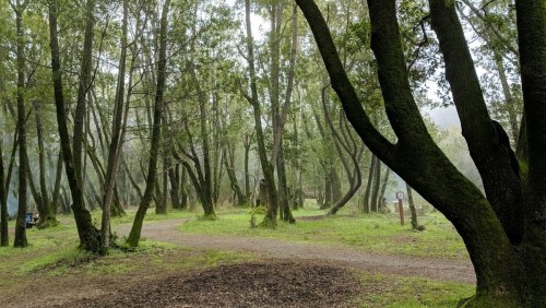 A serene forest scene with winding paths, tall trees, and a misty atmosphere.