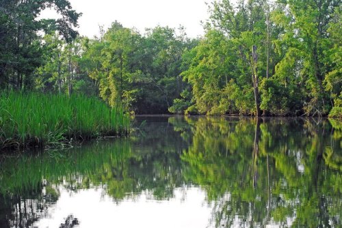 A serene river scene with lush green trees and grass reflecting in calm water under a clear sky.